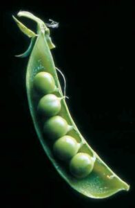 Palate-Pleasing Peas Image